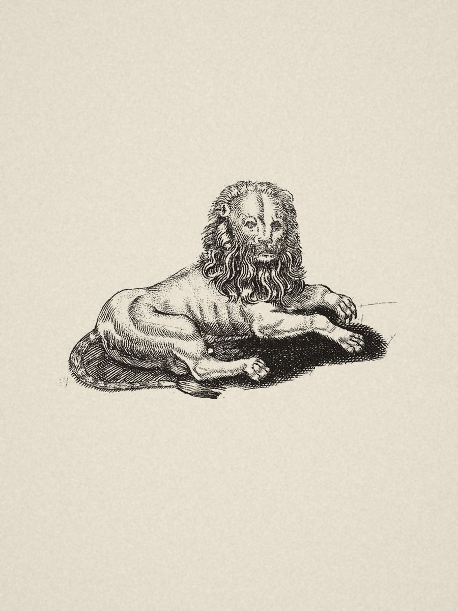 Resting lion