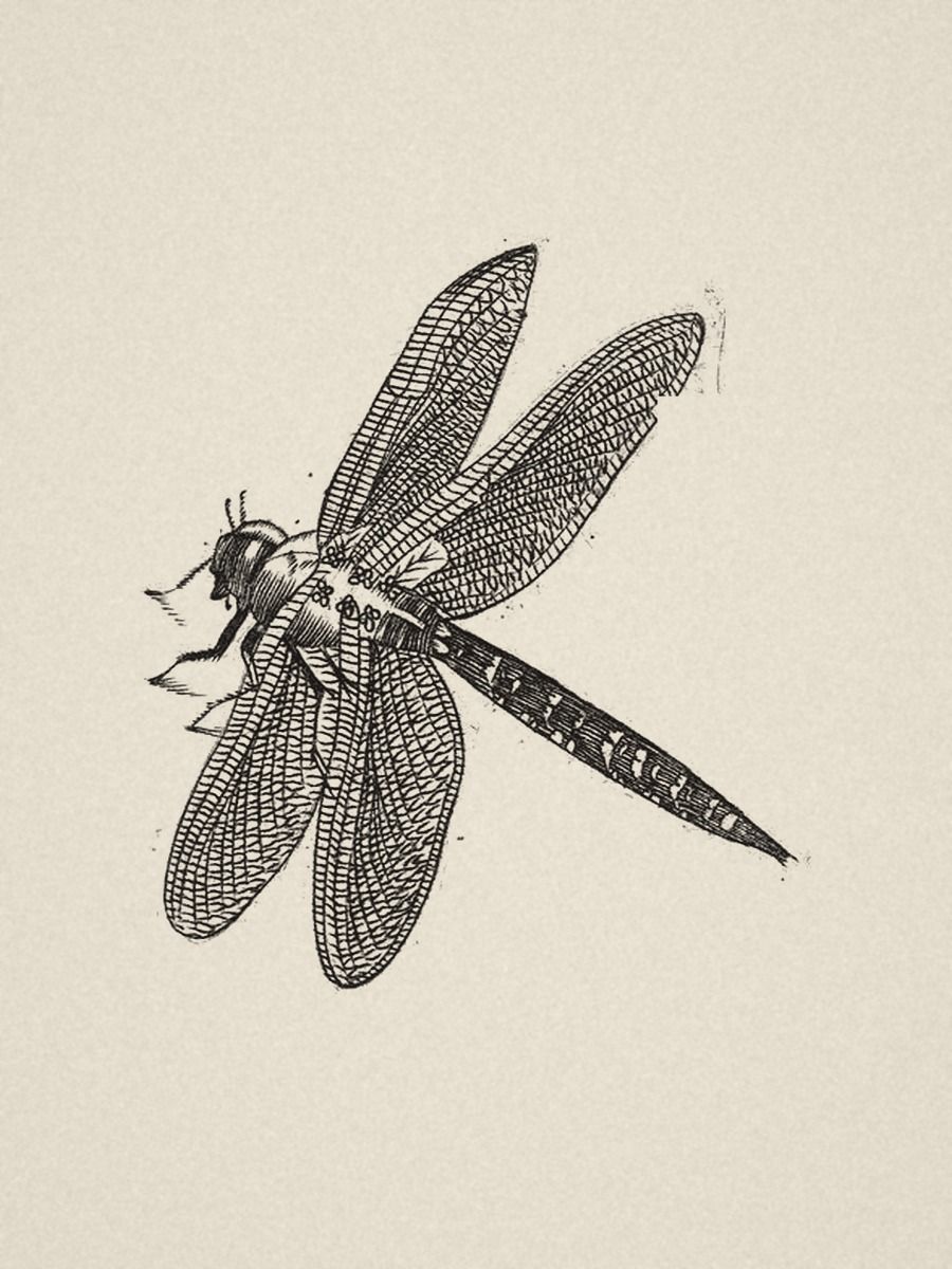 Dragonfly